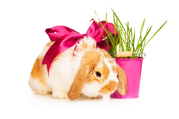 Cute rabbit with red silk bow — Stock Photo, Image