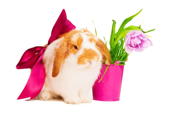 Cute rabbit with red silk bow — Stock Photo, Image