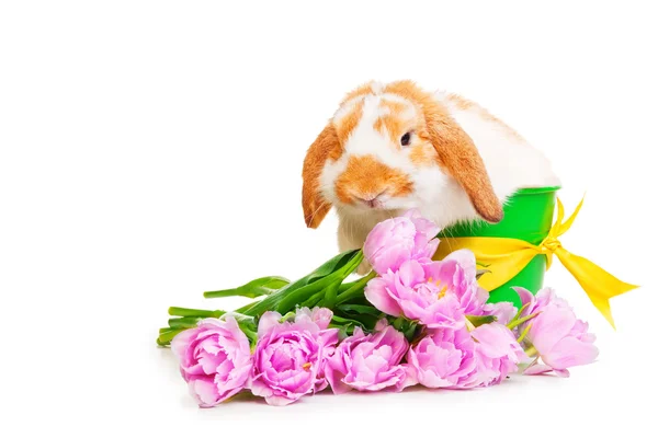 Beautiful rabbit with flowers — Stock Photo, Image