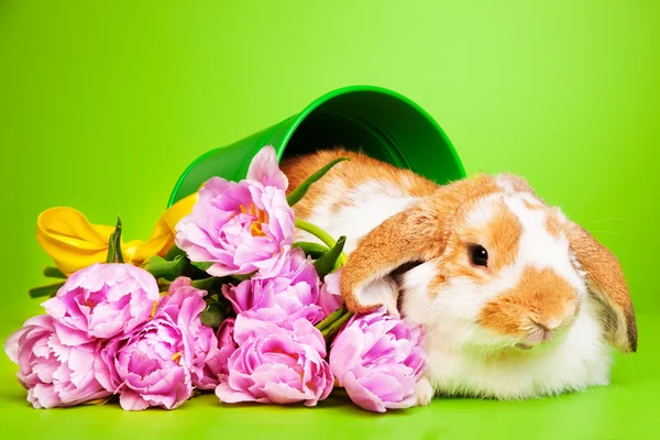 Cute rabbit with flowers — Stock Photo, Image