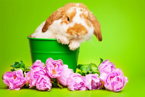 Cute rabbit with flowers — Stock Photo, Image