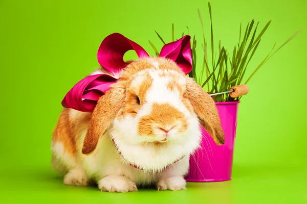 Cute bunny with pink pot — Stock Photo, Image