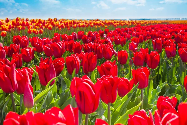 Červené tulipány closeup — Stock fotografie