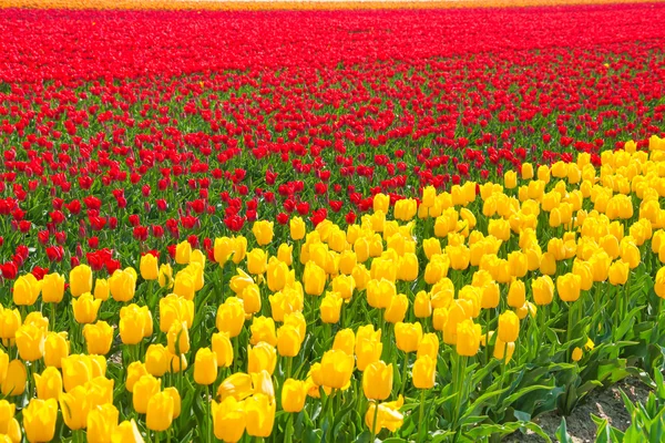 Lignes de tulipes jaunes et rouges — Photo
