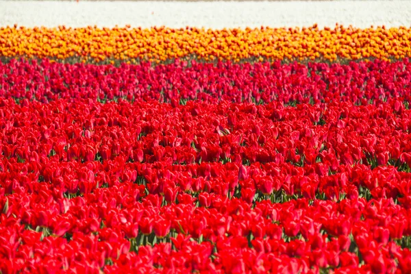 Tulipes rouges, roses, orange et blanches — Photo