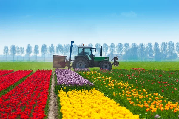 Colorful tulip fields — Stock Photo, Image