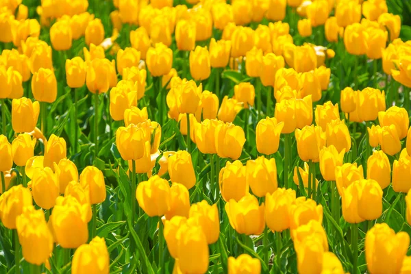 Tulipes jaune vif — Photo