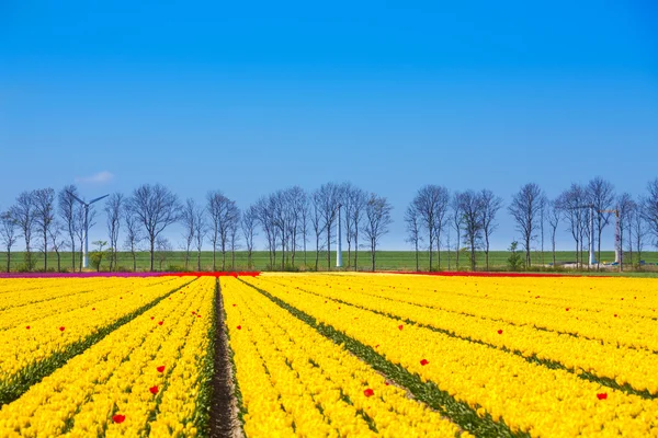 Желтые ряды тюльпанов — стоковое фото