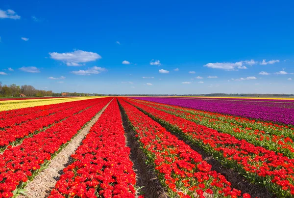 Bellissimo campo di tulipani — Foto Stock