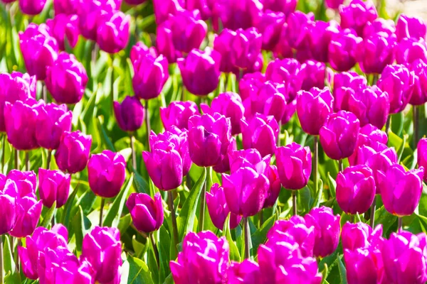 Фиолетовые тюльпаны крупным планом — стоковое фото
