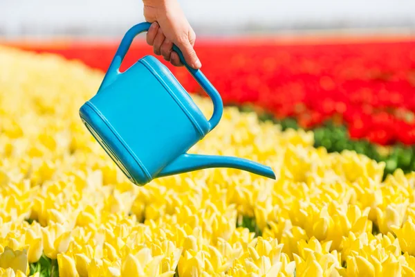 Tulip field and water pot — Stock Photo, Image