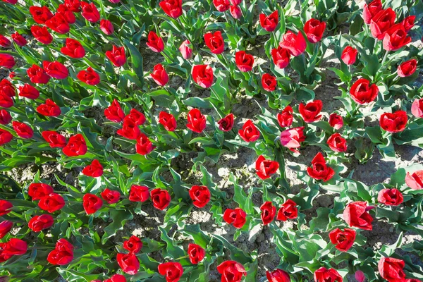 Червоні тюльпани в літній час — стокове фото