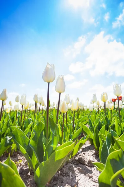 Tulipanes blancos primer plano — Foto de Stock