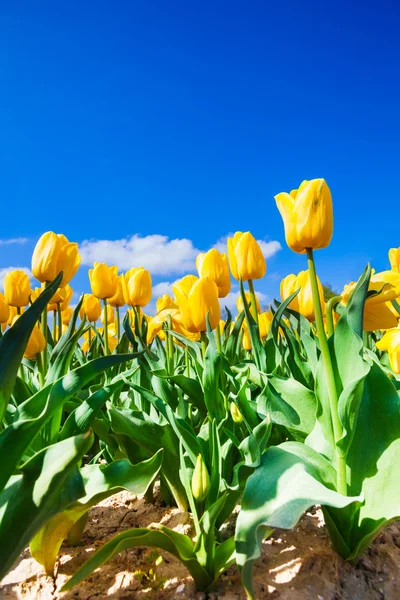 Žluté tulipány v slunci — Stock fotografie