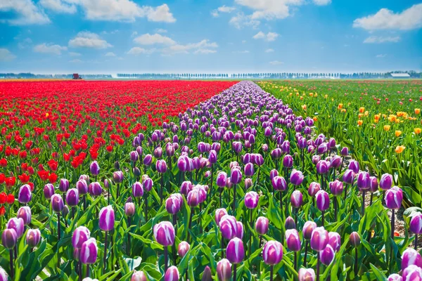 Tulipes violettes, rouges et jaunes — Photo