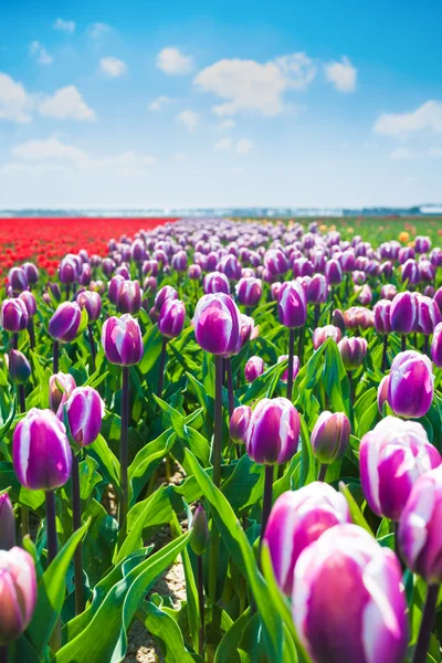 Fleurs de tulipes violettes — Photo