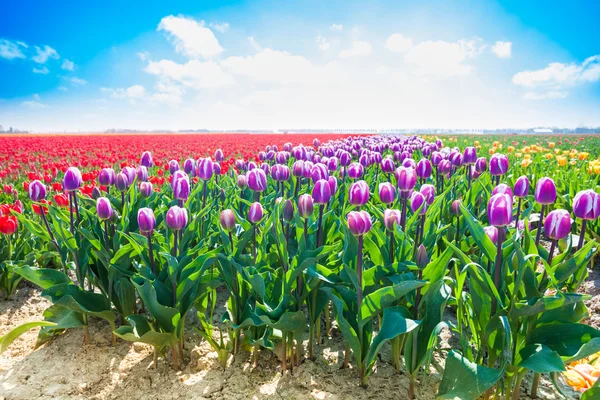 Tulipani viola in luce del sole — Foto Stock