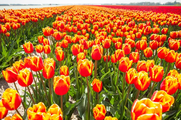 Narancssárga tulipánok a nyári idő — Stock Fotó