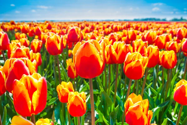 Oranžové tulipány v létě — Stock fotografie