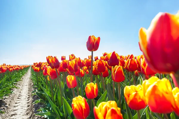 Tulipani arancioni sotto il sole — Foto Stock