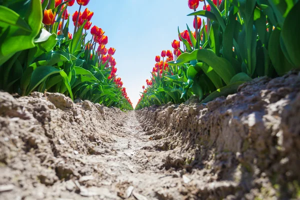 Orangefarbene Tulpen Nahaufnahme — Stockfoto