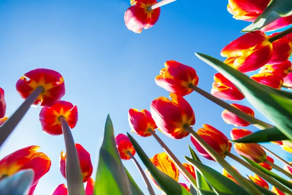 Tulipány na pozadí oblohy — Stock fotografie