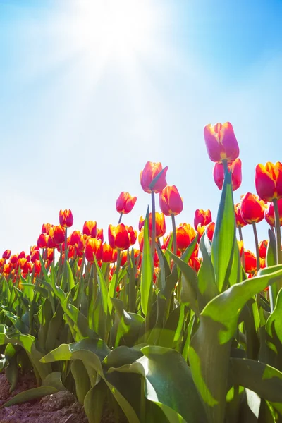 Oranžové tulipány v slunci — Stock fotografie