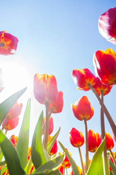 Oranžové tulipány v slunci — Stock fotografie