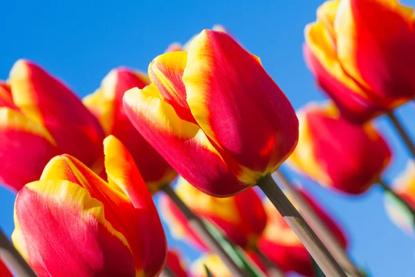 Tulipes orange gros plan — Photo