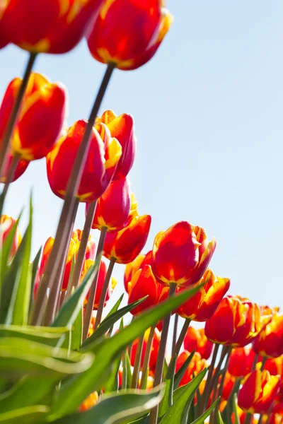 Oranžové tulipány detail — Stock fotografie