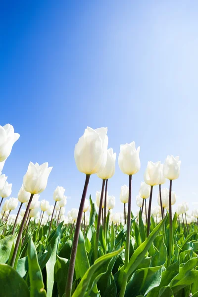 Bílé tulipány během dne — Stock fotografie