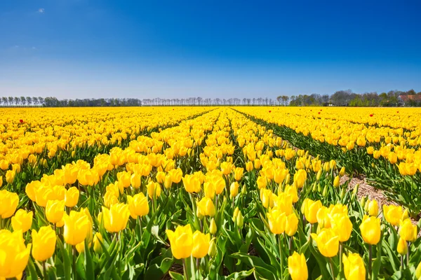 Righe di tulipani gialli — Foto Stock