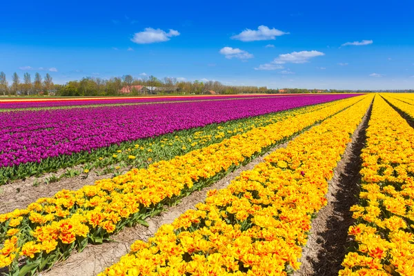 Lignes de tulipes jaunes et violettes — Photo