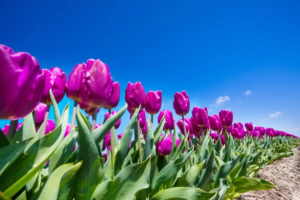 Fialové tulipány během dne — Stock fotografie
