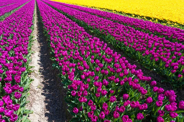 Champ de lignes de tulipes — Photo