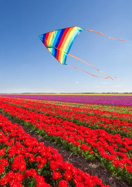 Vliegeren over tulpen — Stockfoto