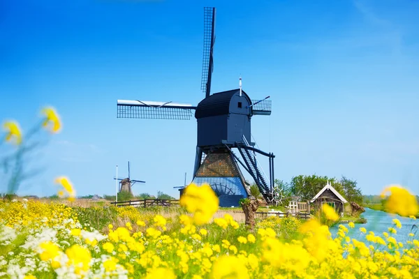 Kinderdijk at spring with flowers — Stock Photo, Image