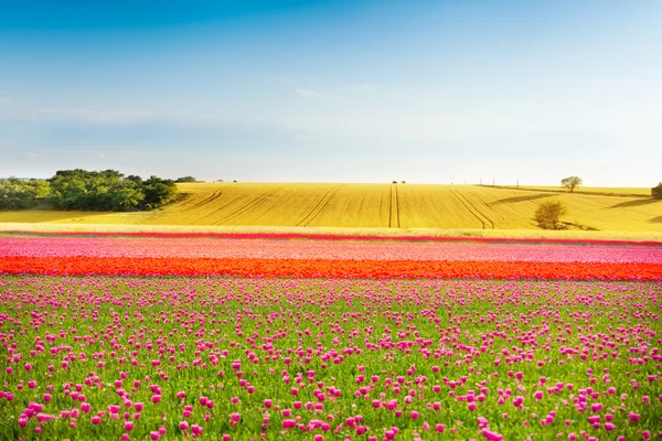 Kleurrijke tulpen veld — Stockfoto
