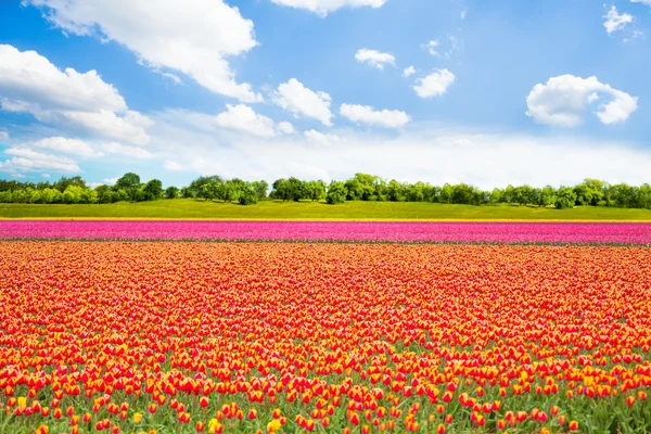 Kleurrijke tulpen veld — Stockfoto