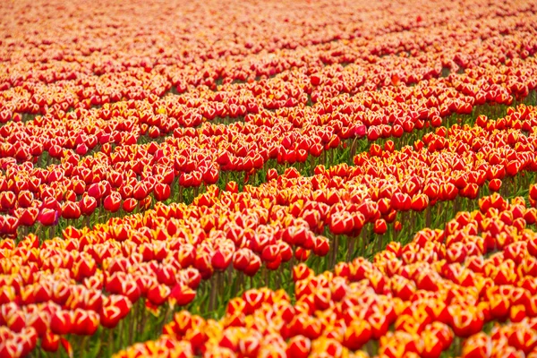 Champ de tulipes orange — Photo