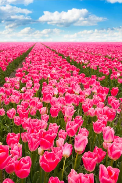 Campo di tulipani rosa — Foto Stock