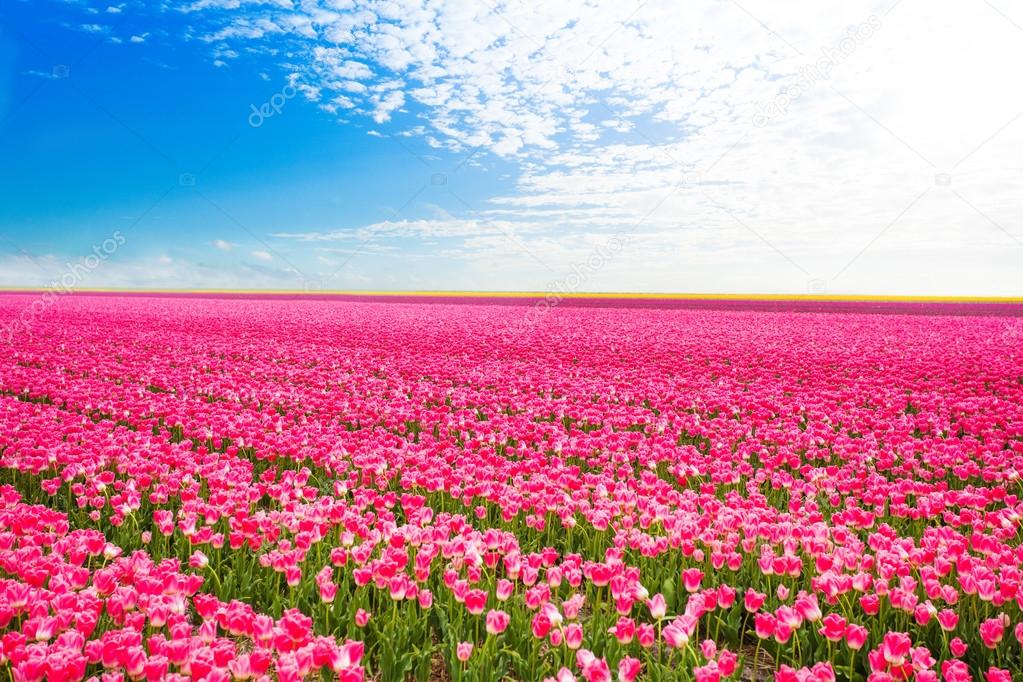 Pink tulips field