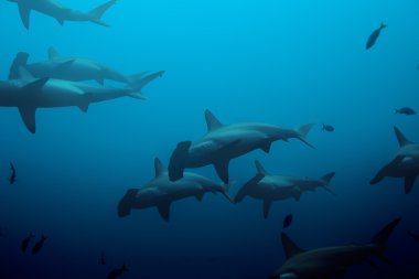 Large hammerhead sharks clipart