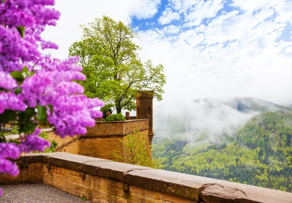 Blumen auf der Burg Hohenzollern — Stockfoto