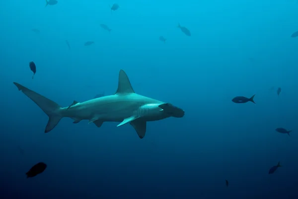 Bir çekiç köpekbalığı — Stok fotoğraf