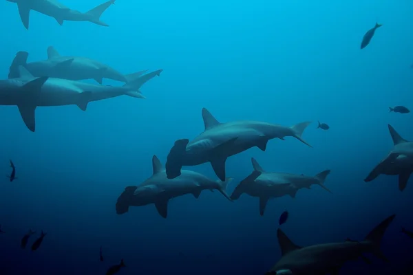 Large hammerhead sharks — Stock Photo, Image
