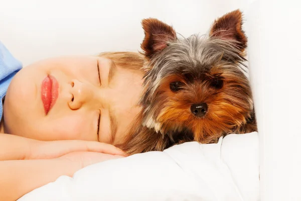 York Terrier com menino adormecido — Fotografia de Stock