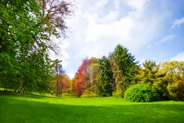 Hermoso bosque de primavera con árboles — Foto de Stock