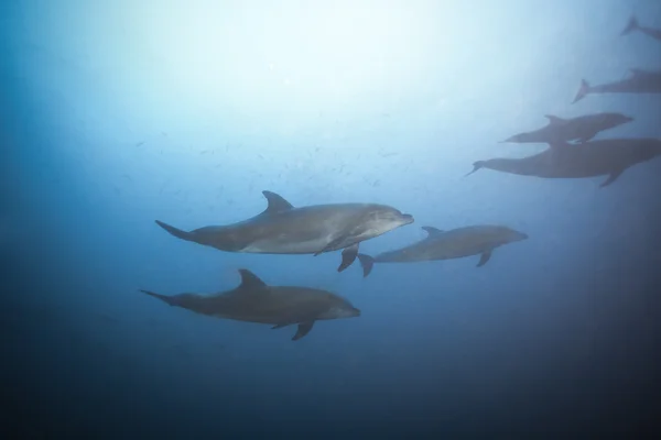Delfiny pływanie razem pod wodą — Zdjęcie stockowe