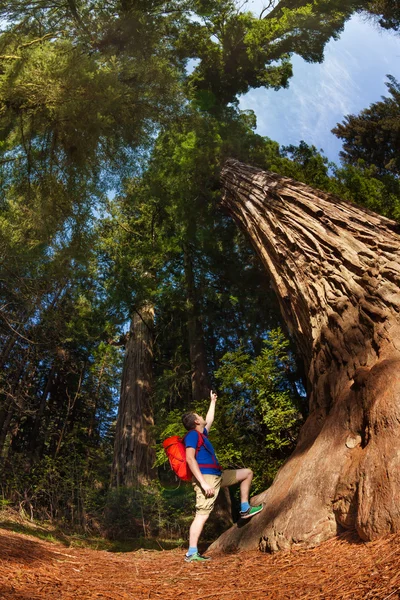 Homem apontando para árvore grande — Fotografia de Stock